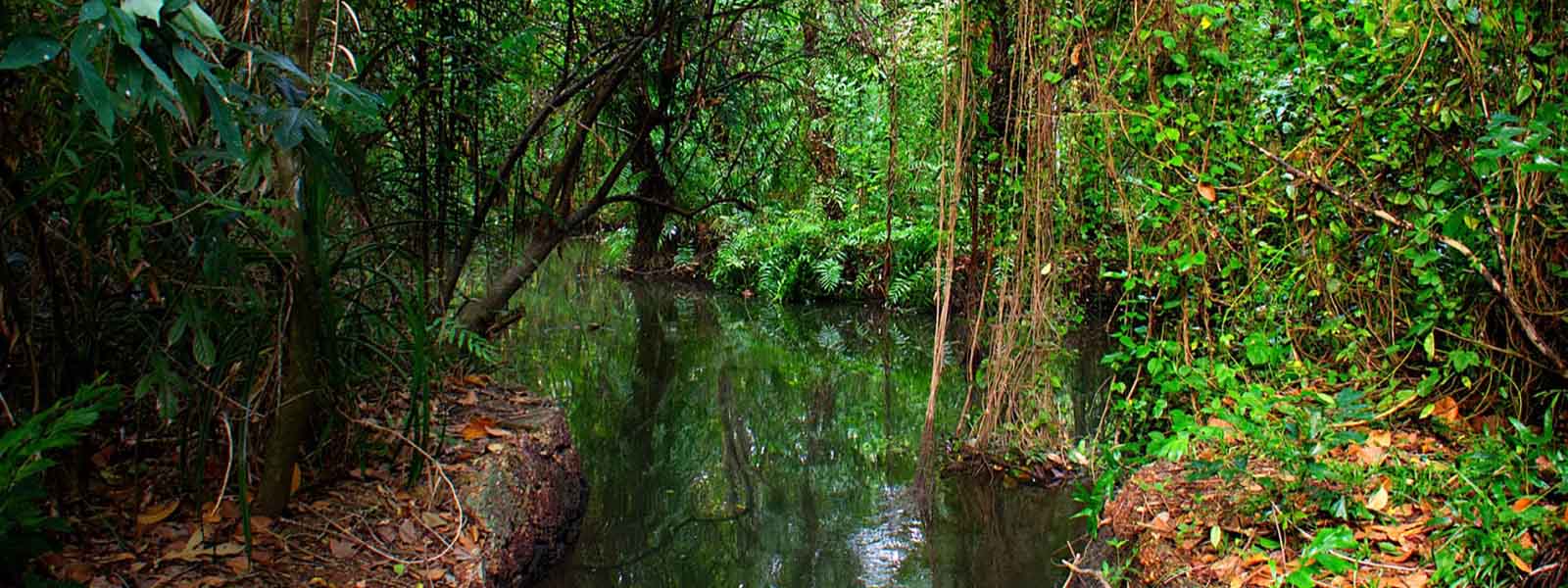 Kumarakom Bird sanctuary holiday packages.